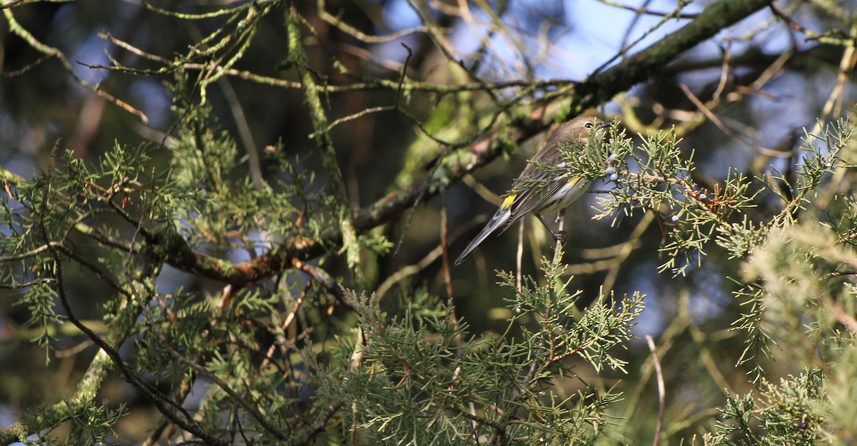 Yellow-rumped Warbler - ML613237221