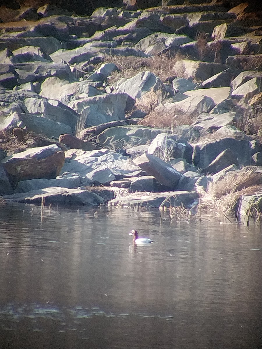 Canvasback - ML613237243