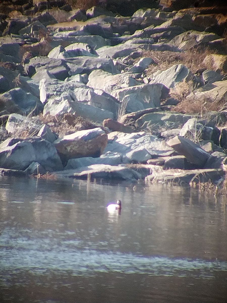 Canvasback - ML613237244