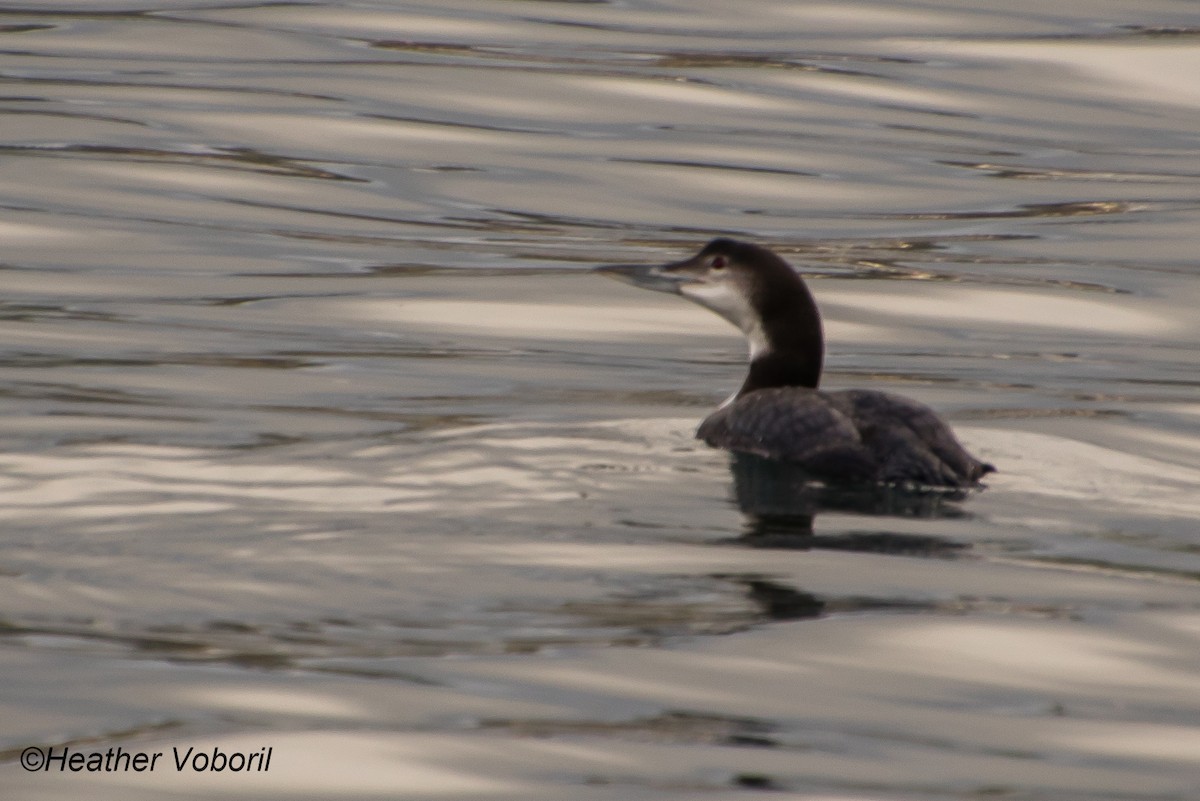 Common Loon - ML613237295