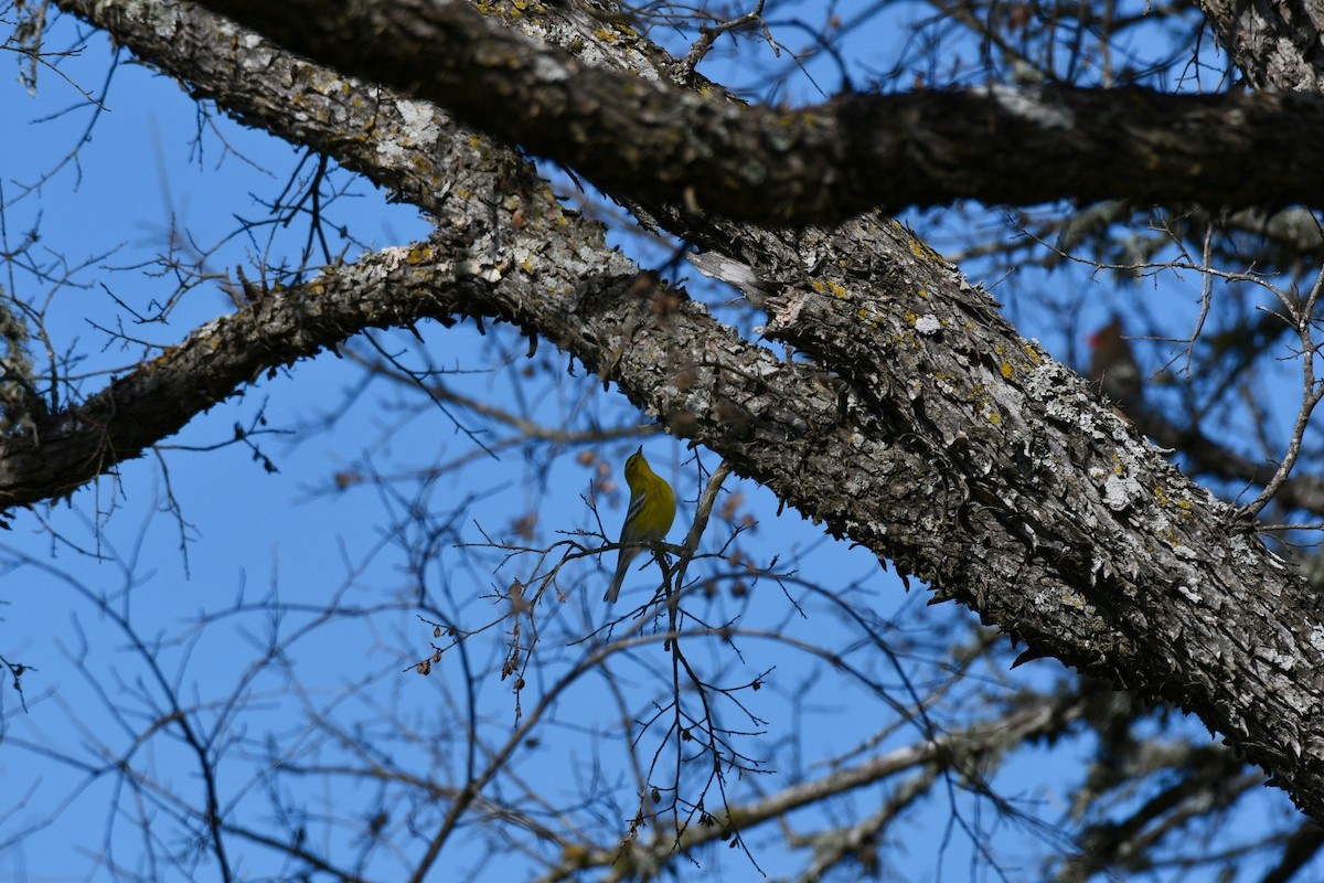 Pine Warbler - Brandy Falise