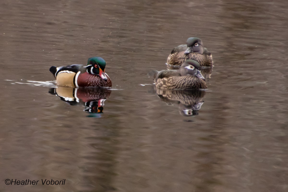 Wood Duck - ML613237451