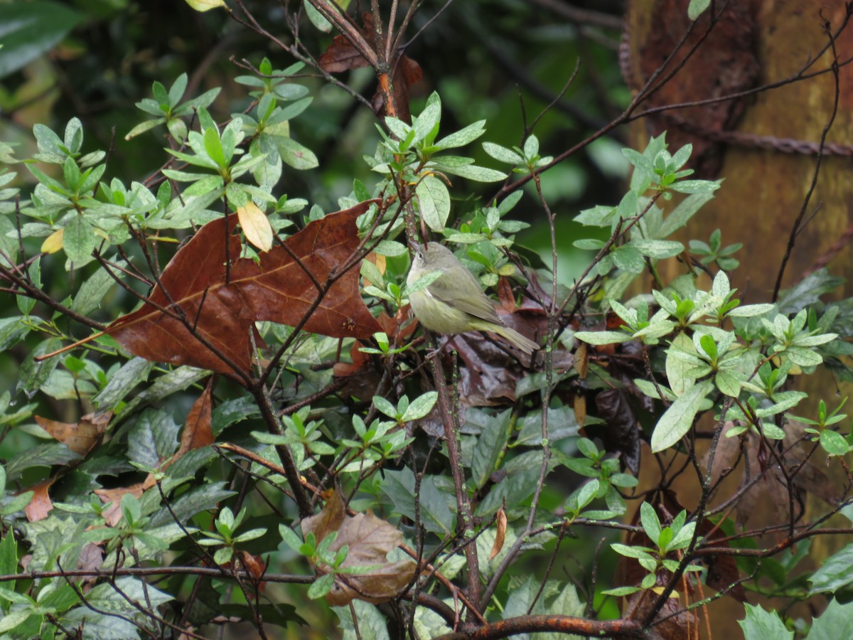 Orange-crowned Warbler - ML613237544