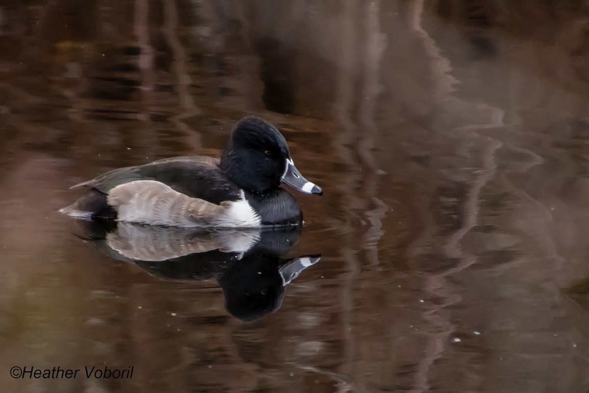Ring-necked Duck - ML613237609