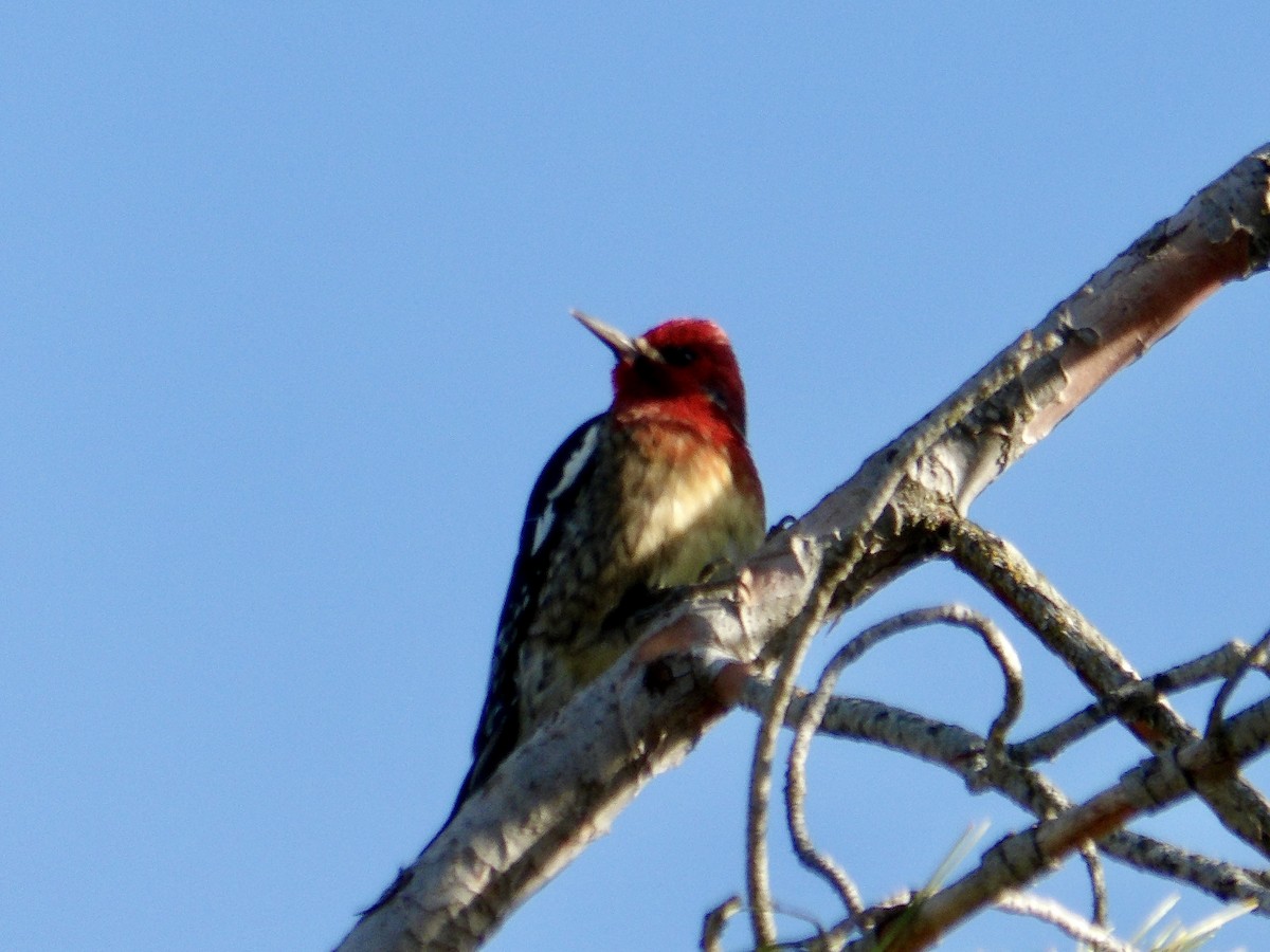 Red-breasted Sapsucker - ML613237681