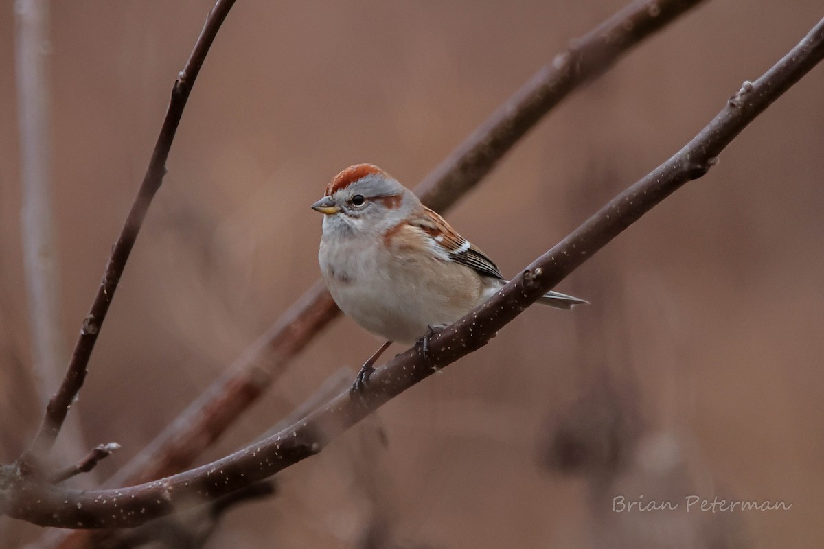 American Tree Sparrow - ML613237768