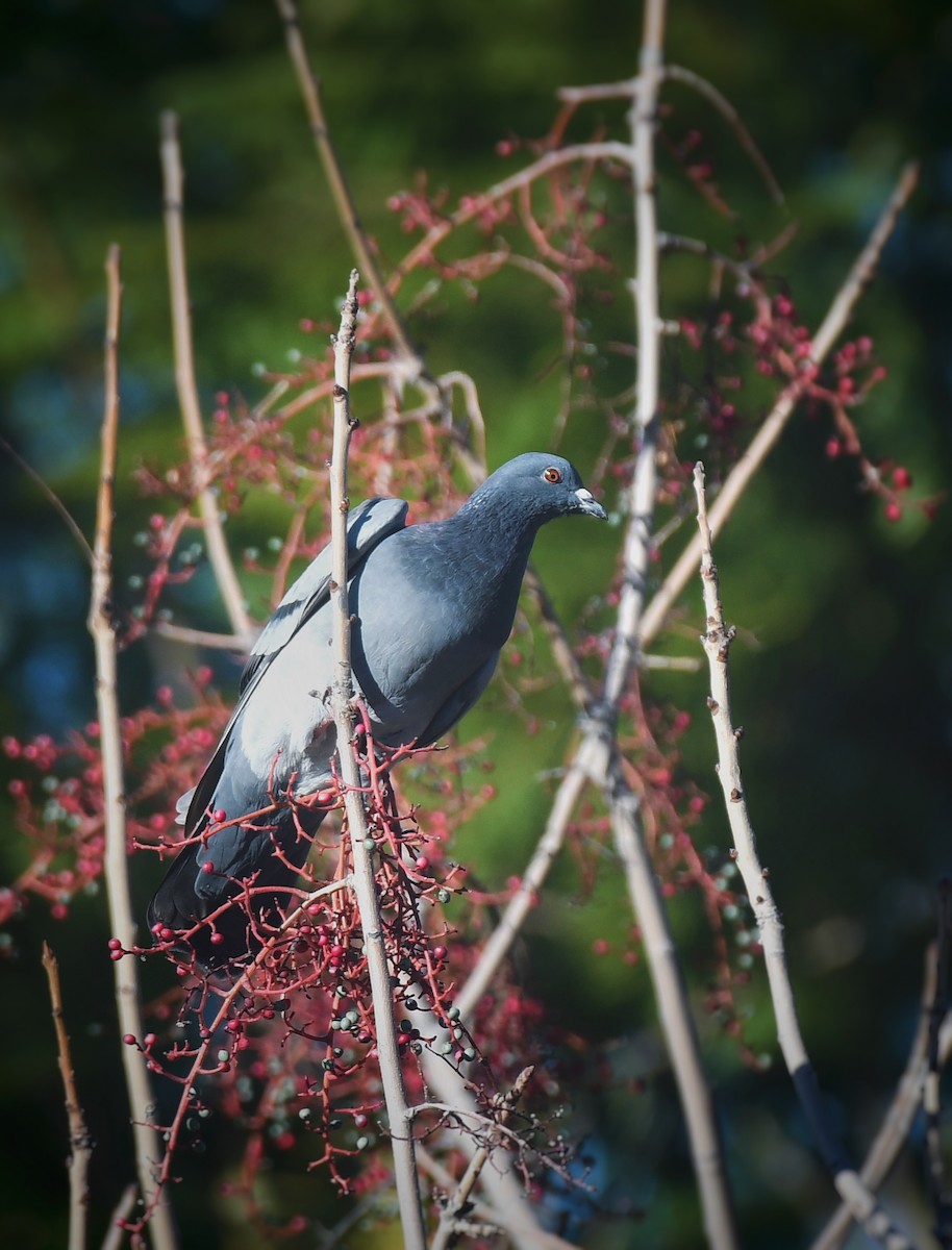 Rock Pigeon (Feral Pigeon) - ML613237777