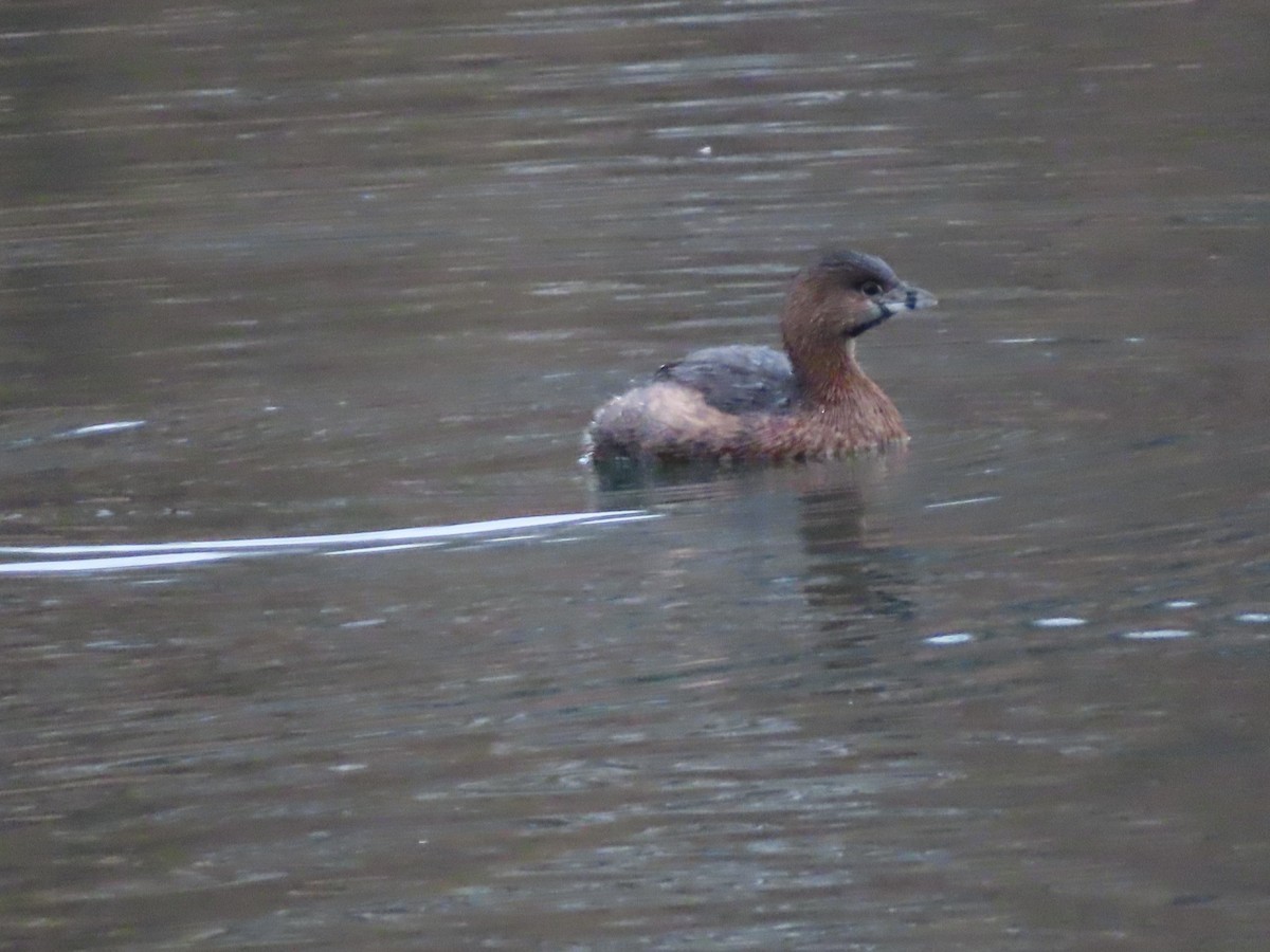 Pied-billed Grebe - ML613237850