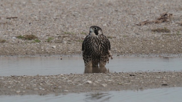 Peregrine Falcon (Tundra) - ML613237954