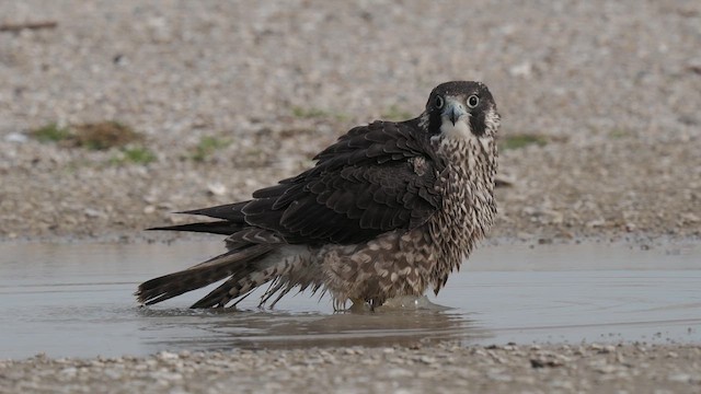 Peregrine Falcon (Tundra) - ML613237973