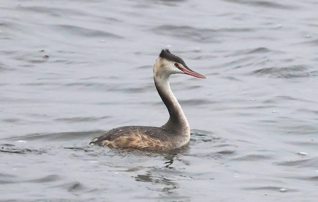Great Crested Grebe - ML613237996