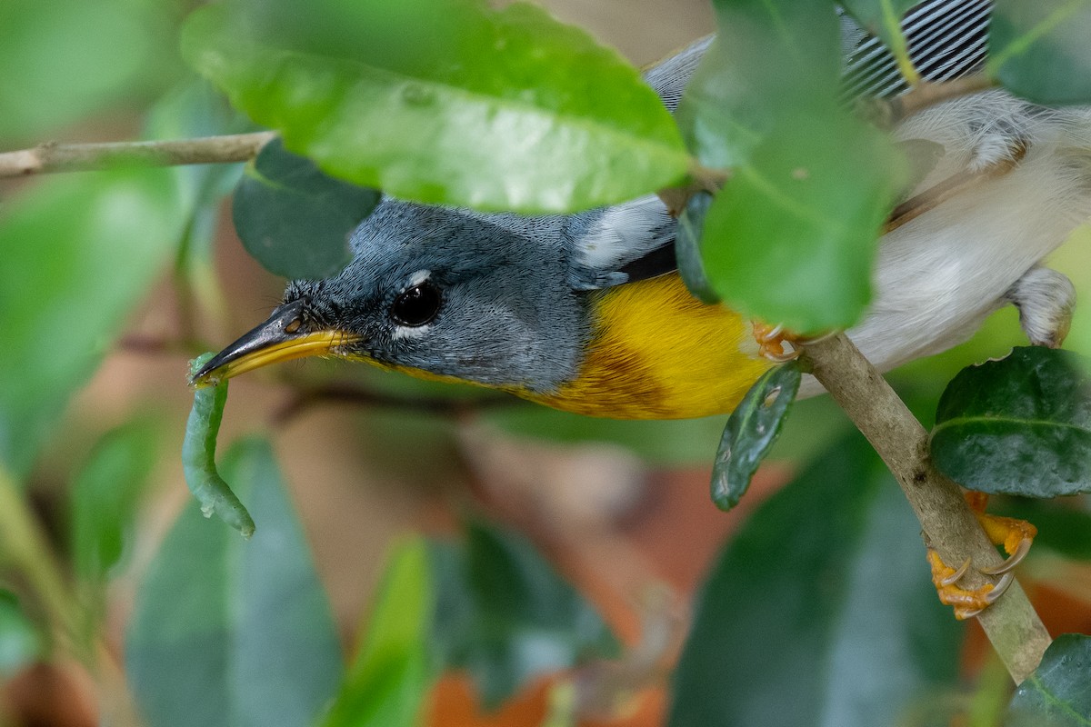 Northern Parula - Paul Block