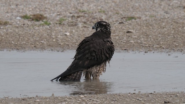 Halcón Peregrino (calidus/tundrius) - ML613238047