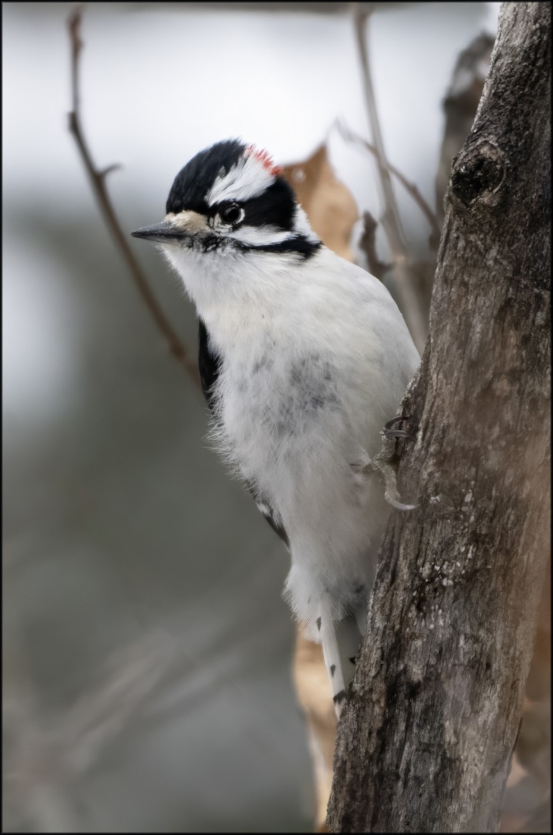 Downy Woodpecker - ML613238055