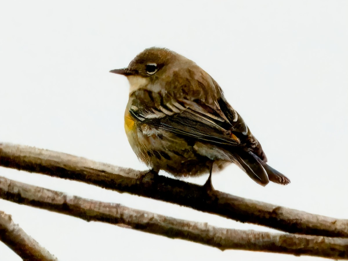 Yellow-rumped Warbler (Audubon's) - Dan Tallman