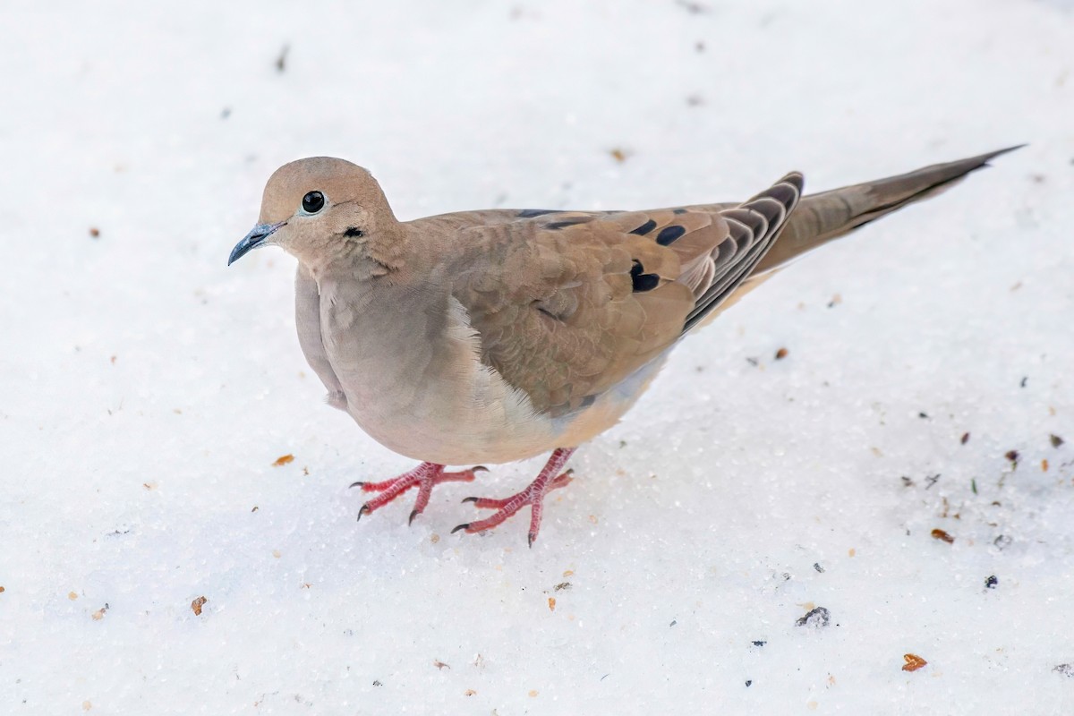 Mourning Dove - LAURA FRAZIER