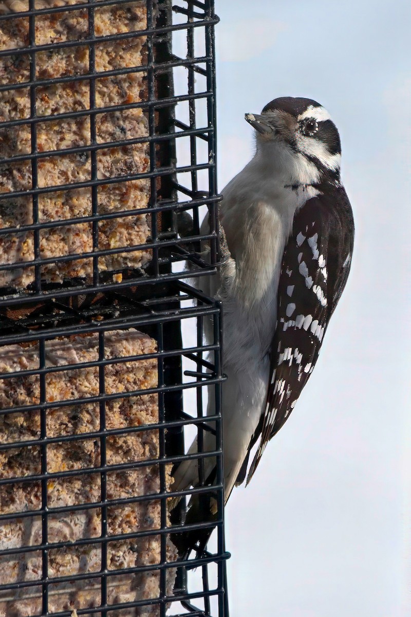 Hairy Woodpecker - ML613238120