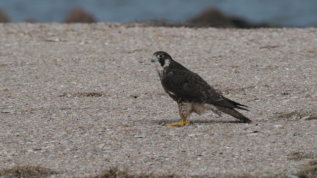 Halcón Peregrino (calidus/tundrius) - ML613238128