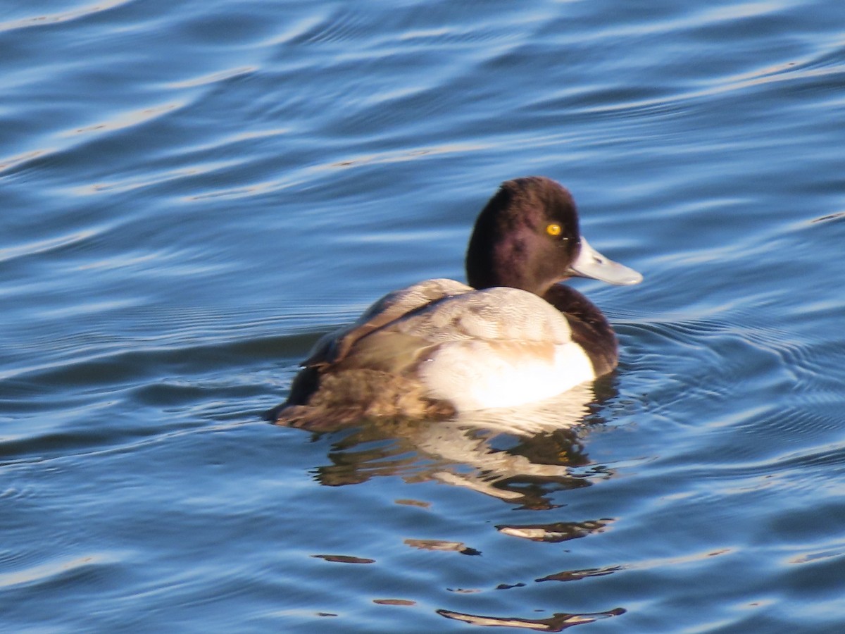 Lesser Scaup - ML613238129