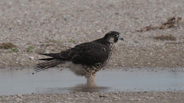 Peregrine Falcon (Tundra) - ML613238137