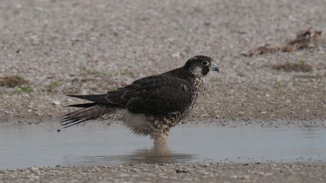 Halcón Peregrino (calidus/tundrius) - ML613238137