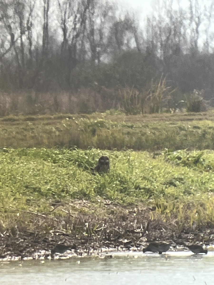 Short-eared Owl - ML613238158