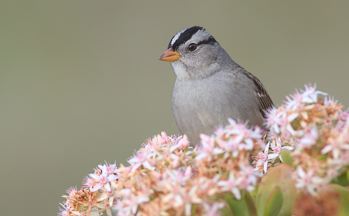 White-crowned Sparrow - ML613238164