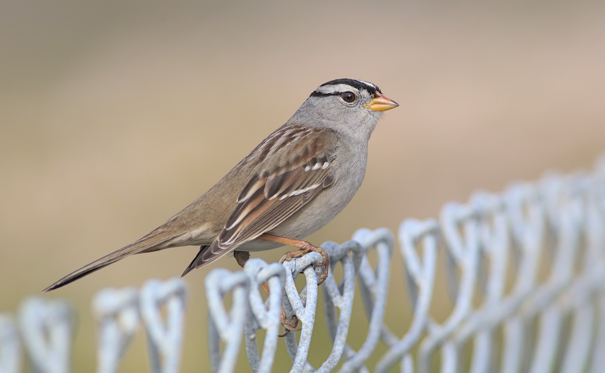 White-crowned Sparrow - ML613238165
