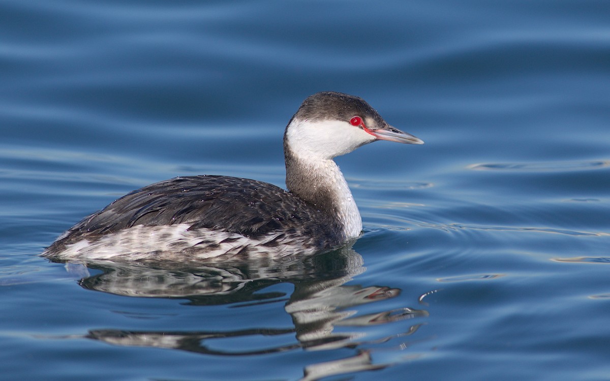 Horned Grebe - ML613238230