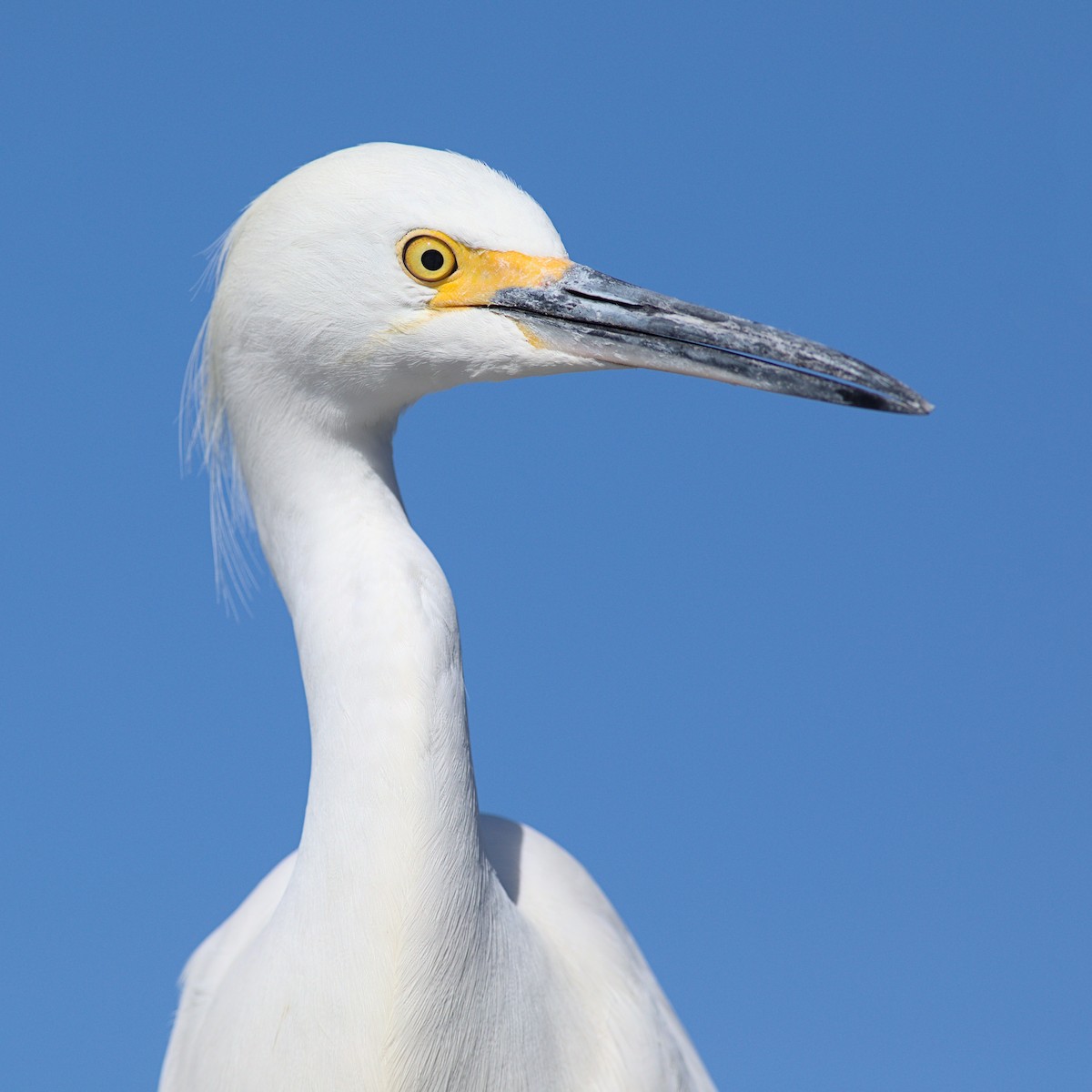 Snowy Egret - ML613238343