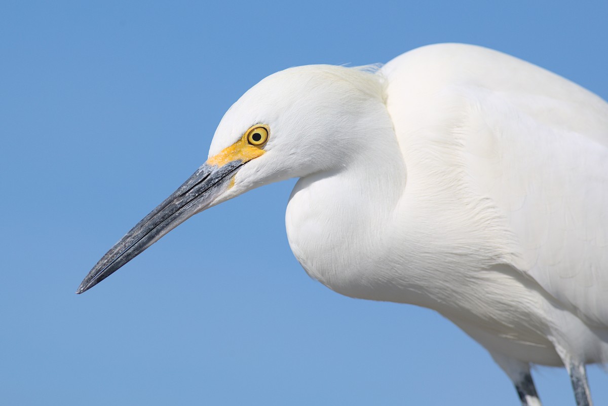 Snowy Egret - ML613238348