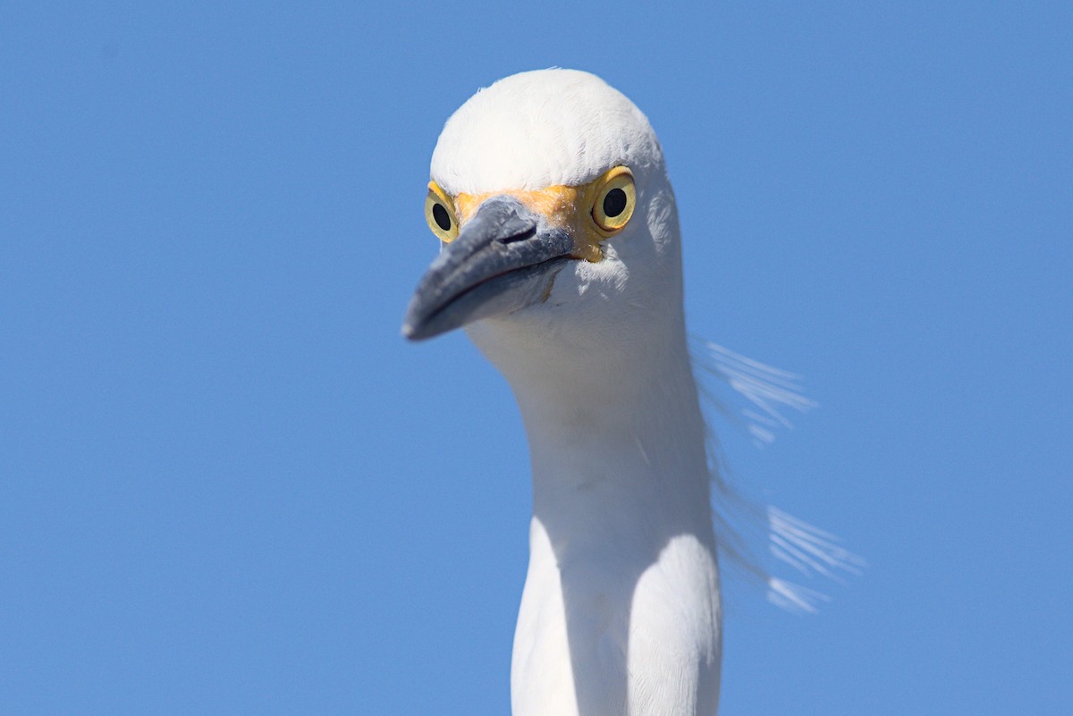 Snowy Egret - ML613238362