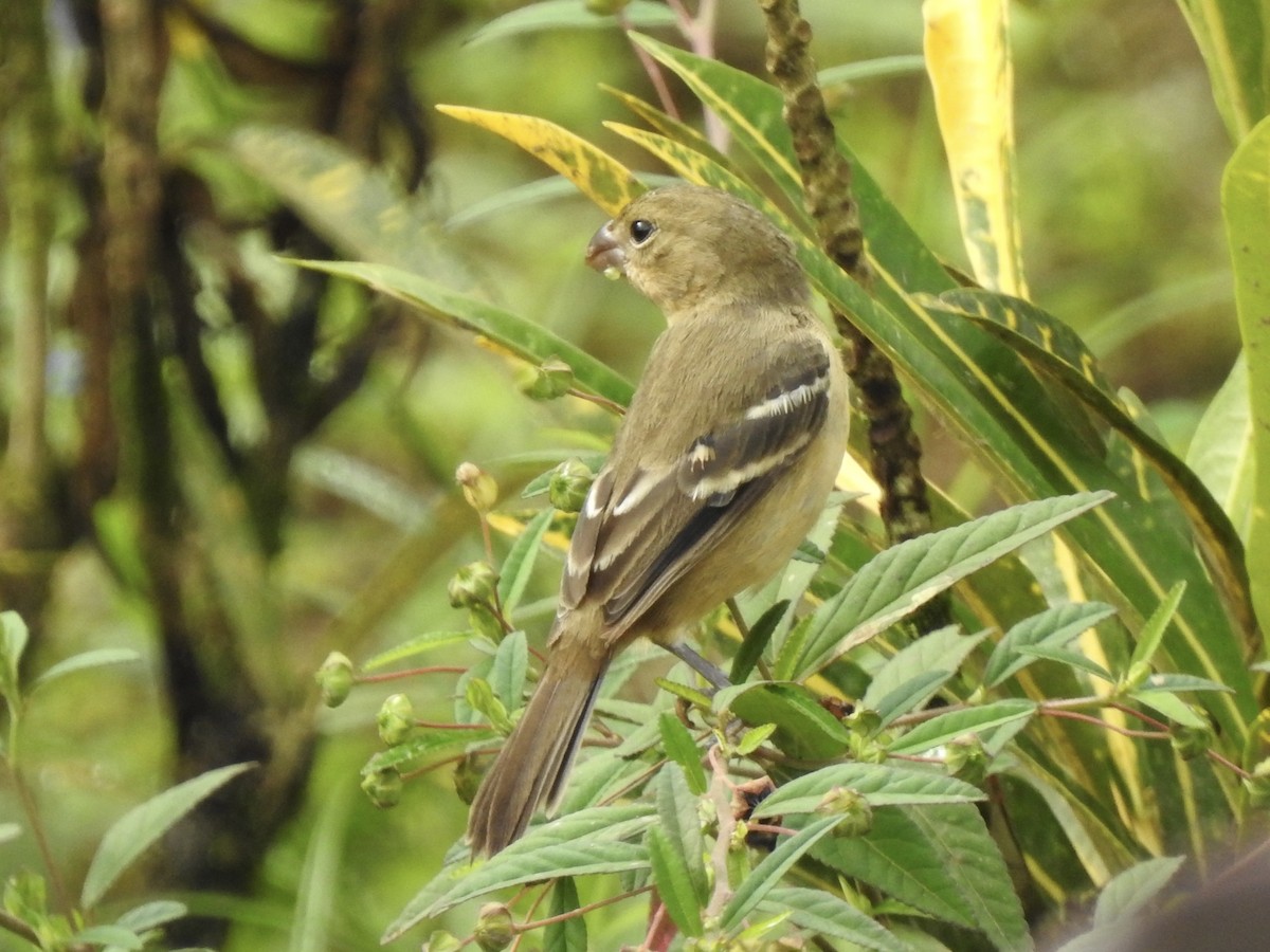 Morelet's Seedeater - ML613238367