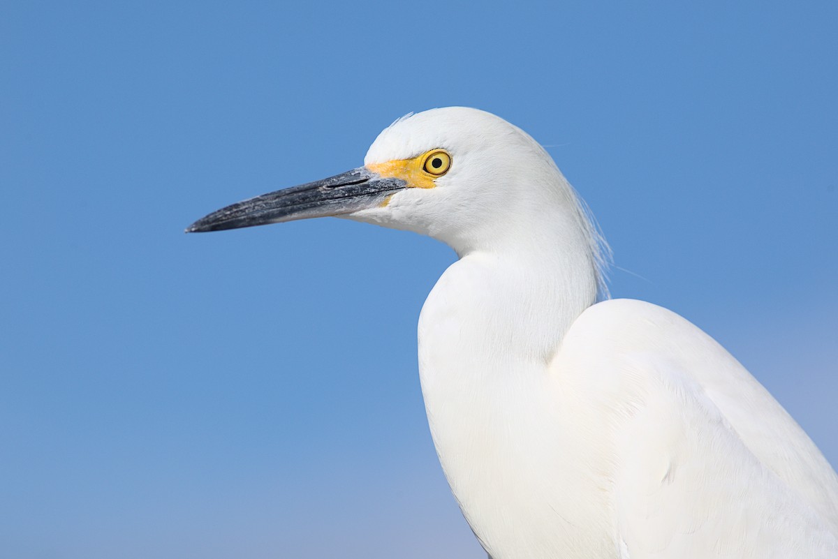 Snowy Egret - ML613238385