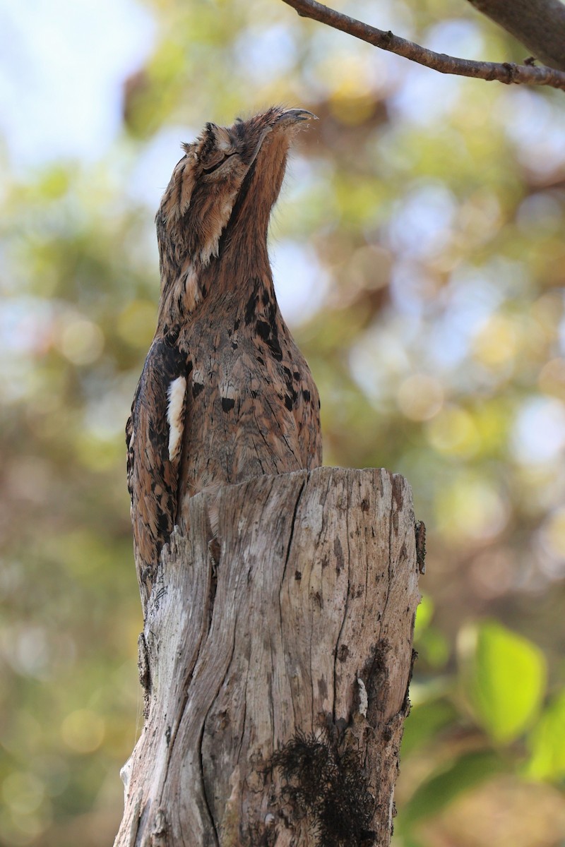 Common Potoo - Leo Weiskittel