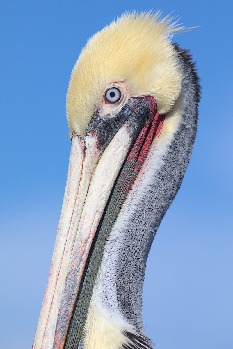 Brown Pelican - ML613238401