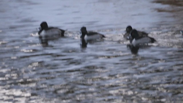 Ring-necked Duck - ML613238410