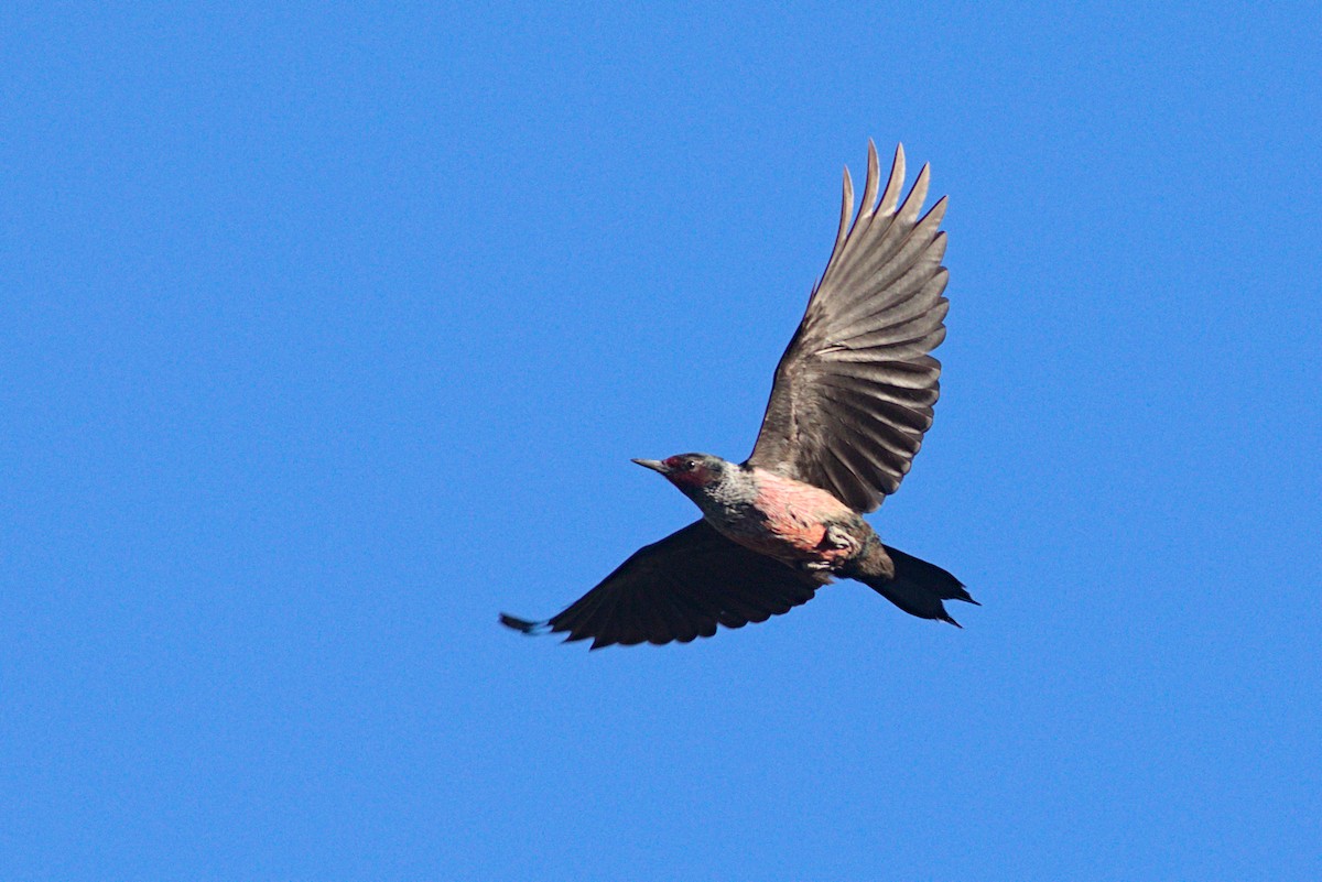 Lewis's Woodpecker - ML613238472