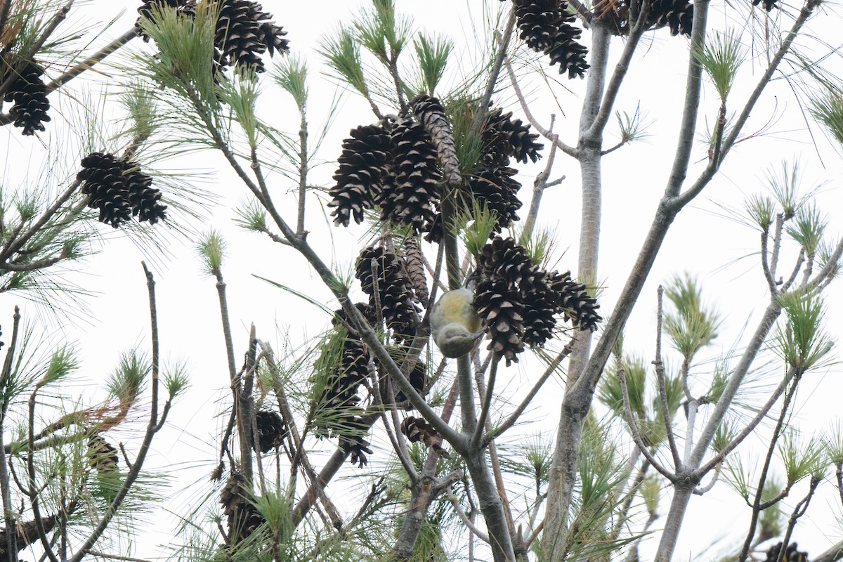 Bec-croisé des sapins - ML613238475