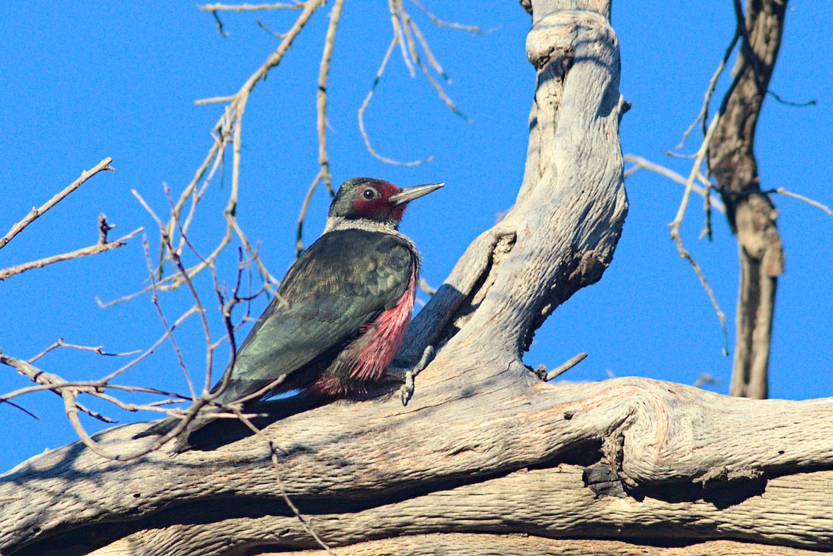 Lewis's Woodpecker - ML613238488