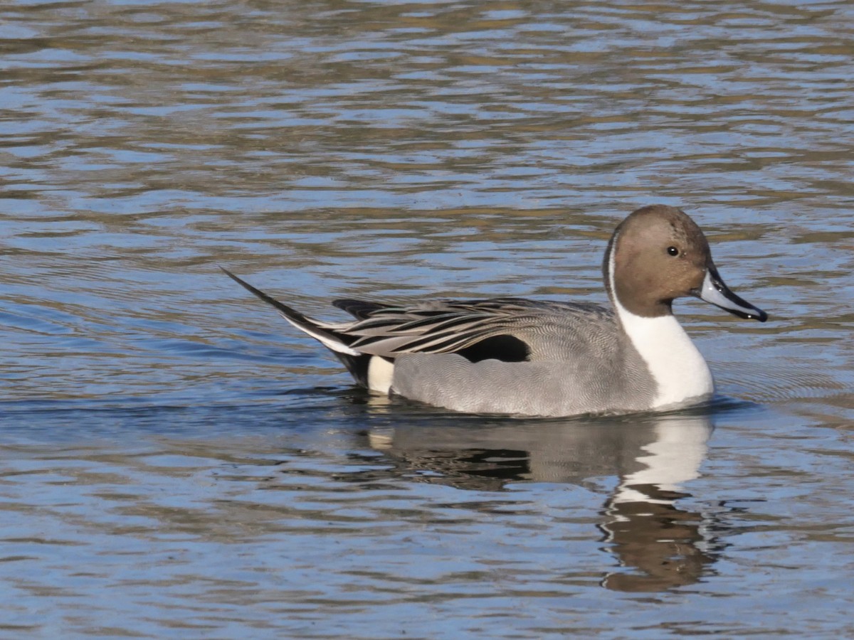 Northern Pintail - ML613238493