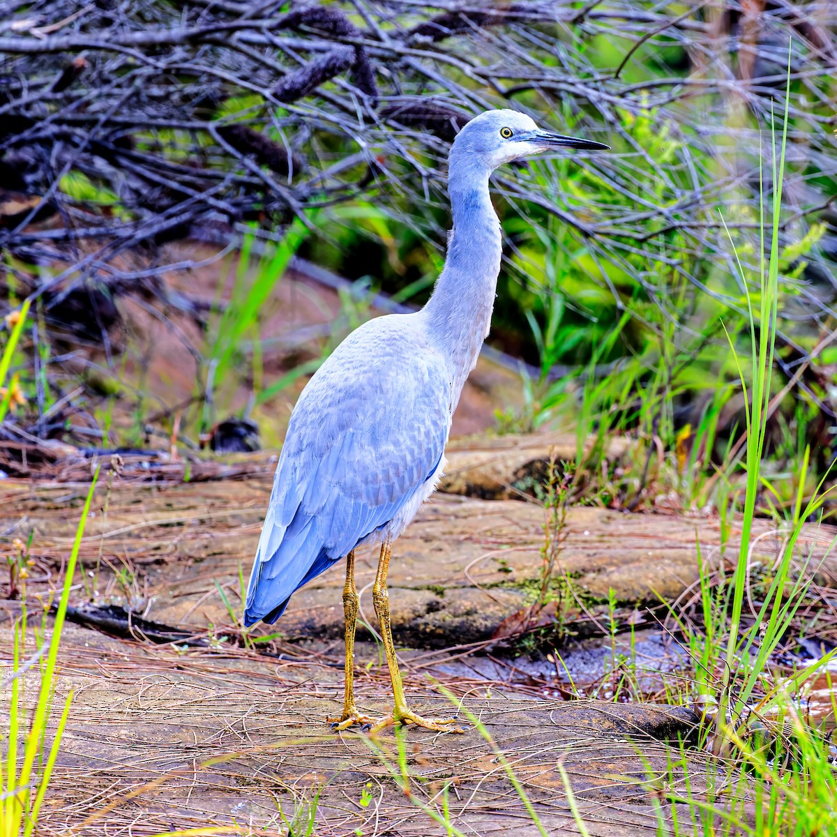 White-faced Heron - Ken Janson