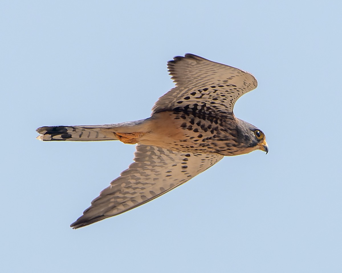 Eurasian Kestrel (Rufescent) - ML613238704