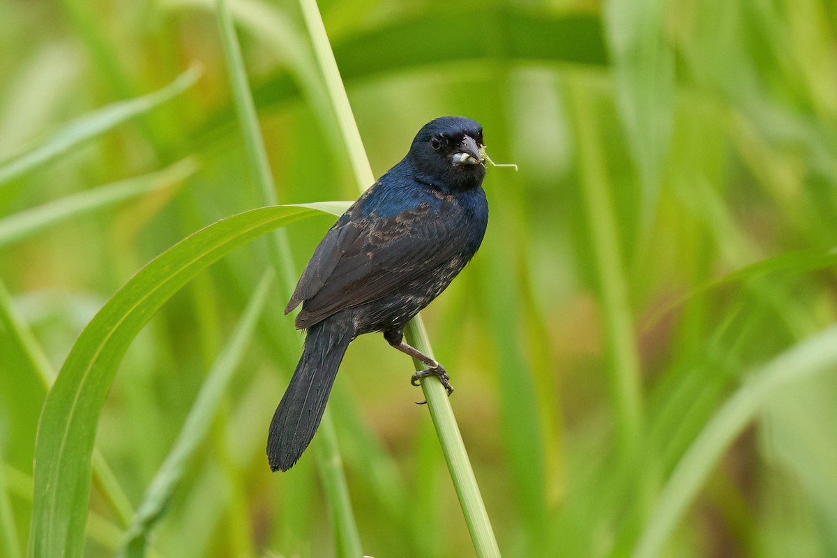 Blue-black Grassquit - Leonardo Guinez