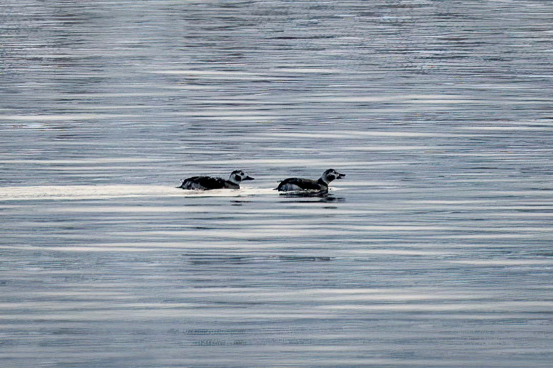 Long-tailed Duck - ML613238739