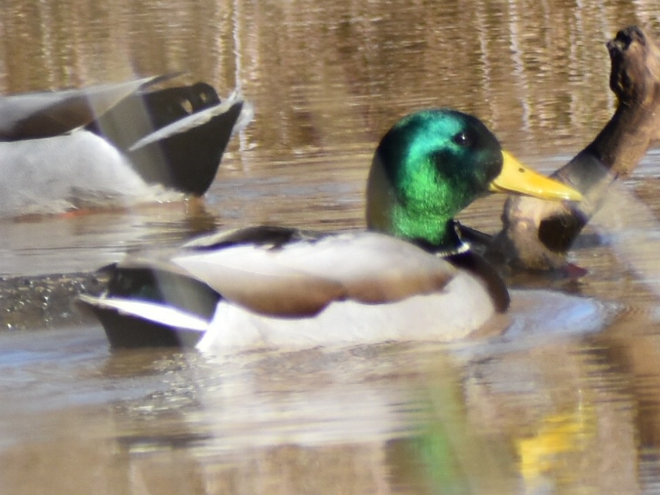 Mallard - Darrell Huneycutt