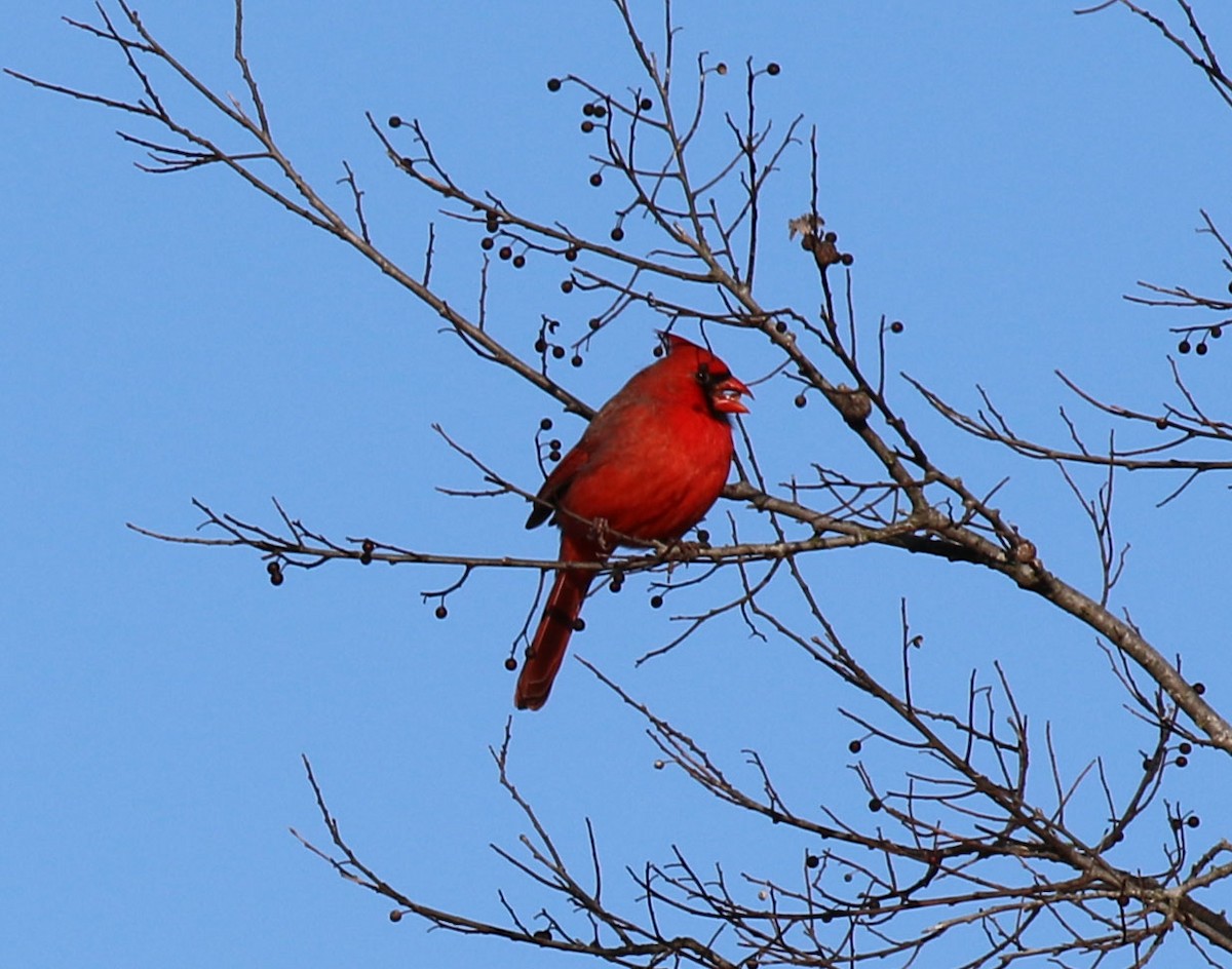 Cardinal rouge - ML613238797