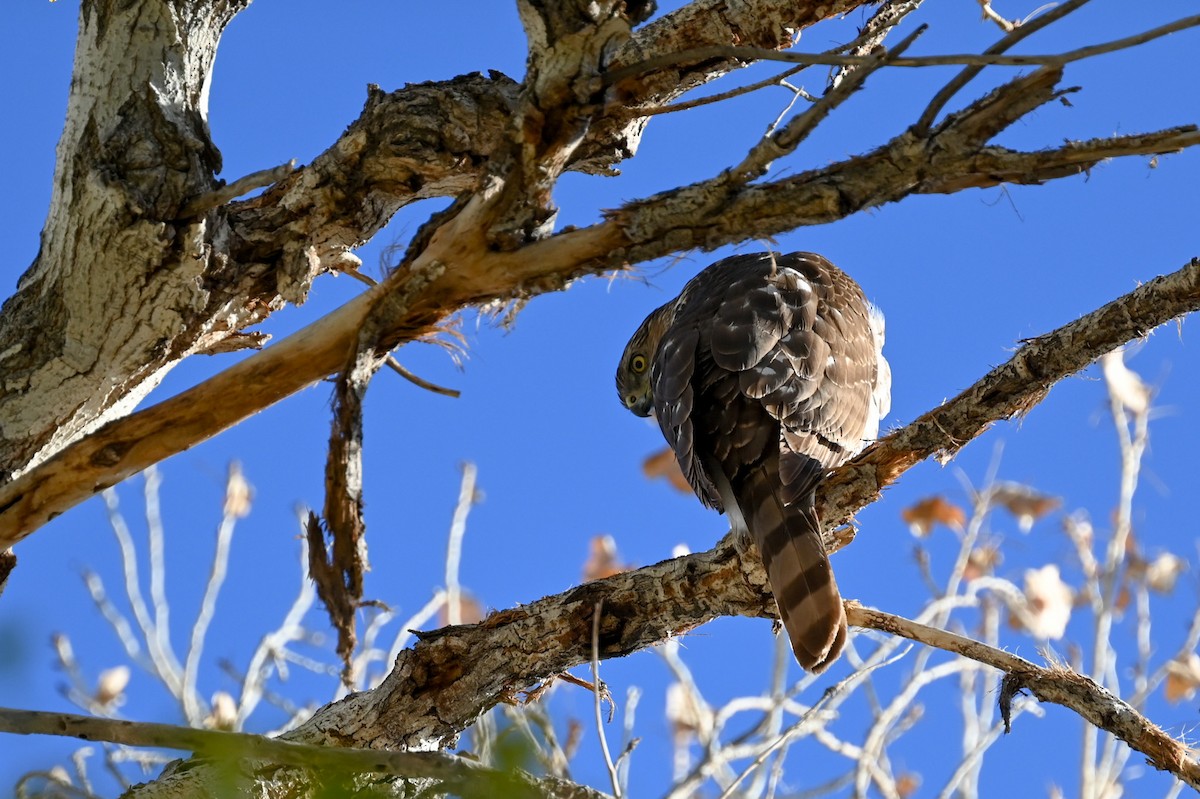 Sharp-shinned Hawk - ML613238815