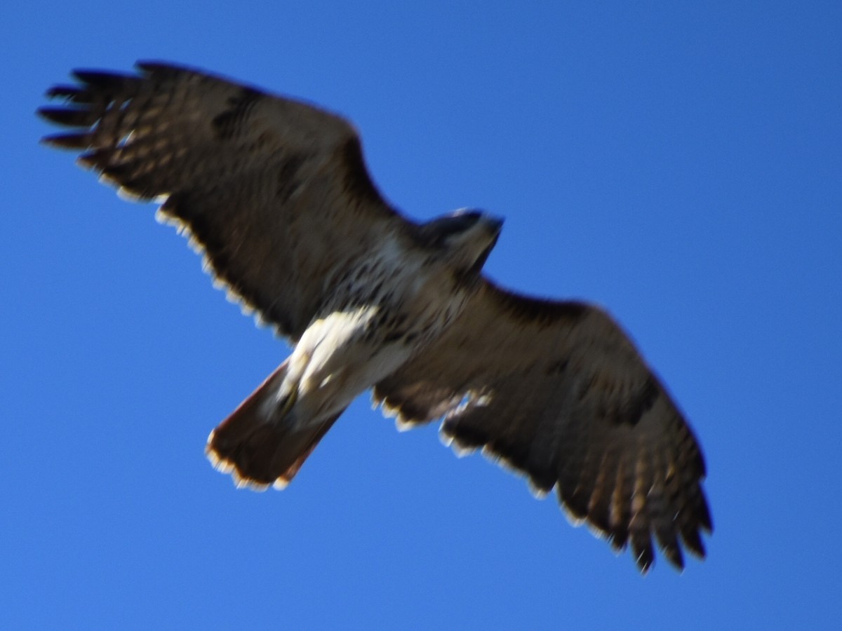 Red-tailed Hawk - Darrell Huneycutt