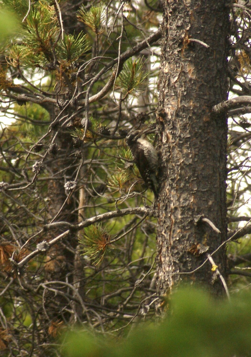 American Three-toed Woodpecker - gareth pugh